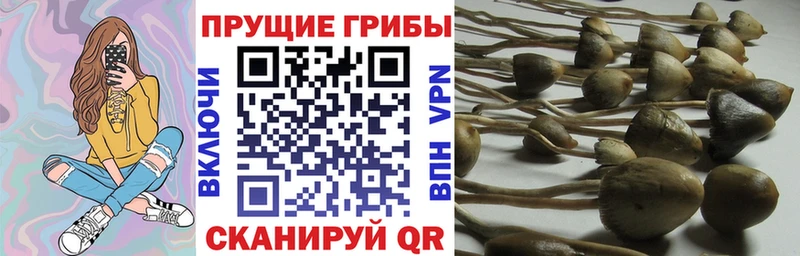 Галлюциногенные грибы Cubensis цена это клад Кяхта